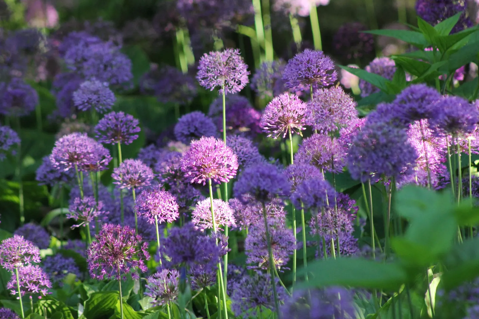 Paarse alliums in een goed onderhouden border