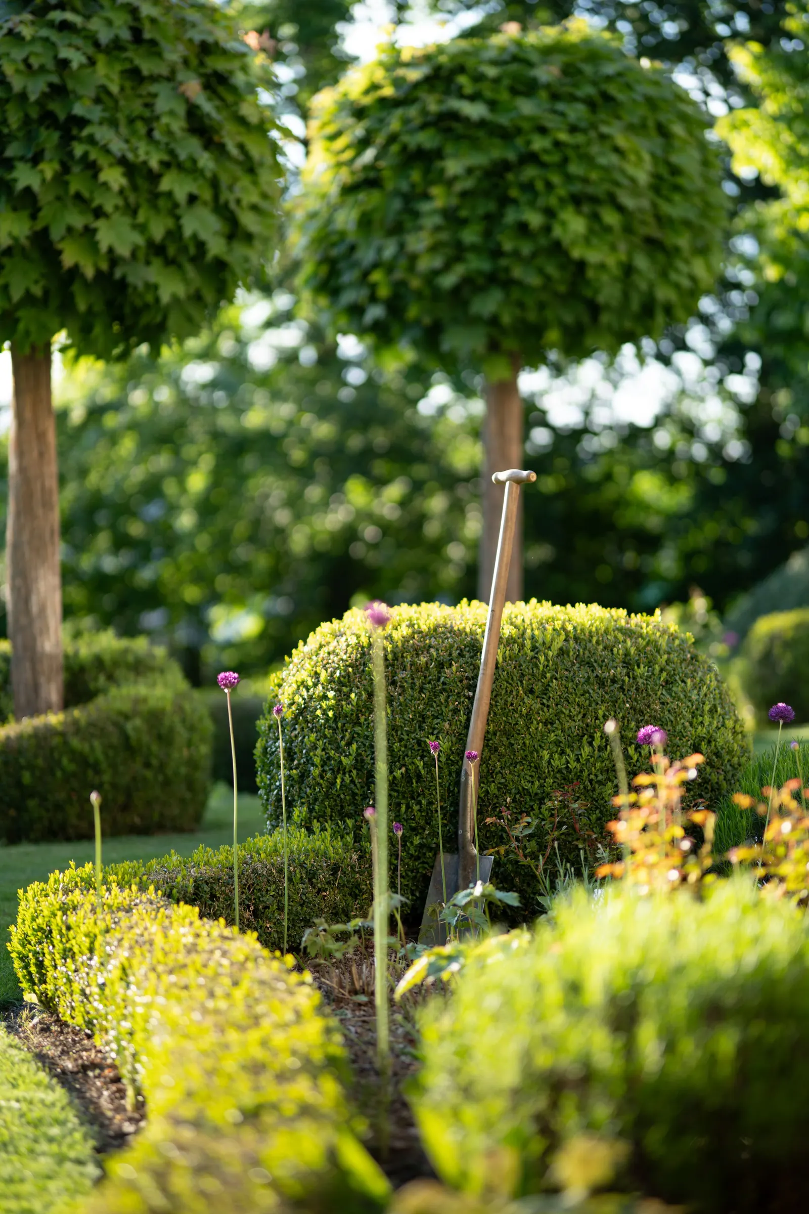 Bolvormige leibomen en buxus in een strak ontworpen tuin