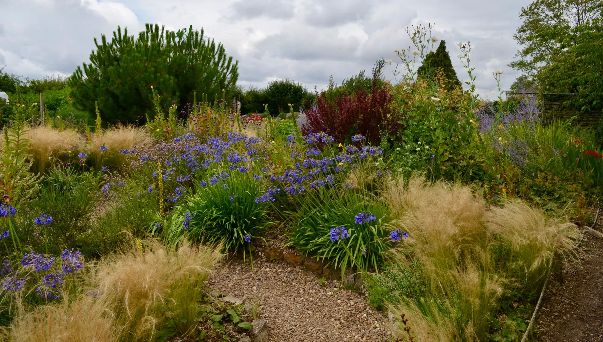 Zonnige border met rudbeckia en een kersenboom, foto 1