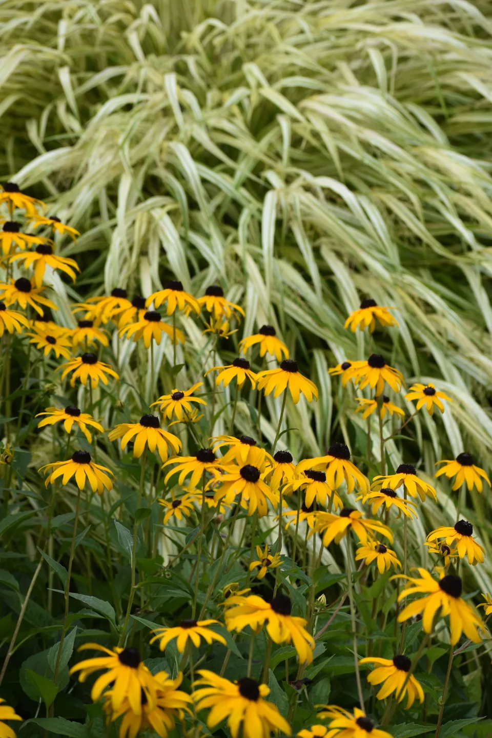 Zonnige border met rudbeckia en een kersenboom, foto 3